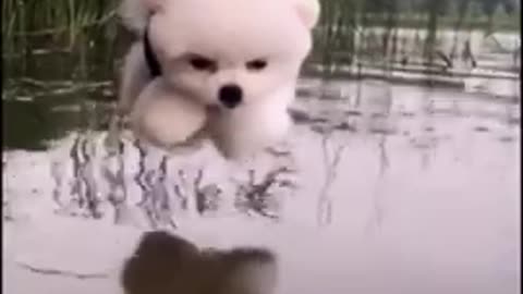 Cute pet dog funny video