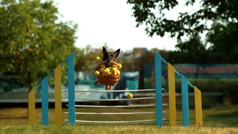 Dog playing in park | Dog high jump with the basket of balls |