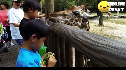 funny animal fails at the zoo