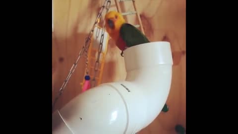 Funny Parrots Videos Compilation Funny Moment of The Animals