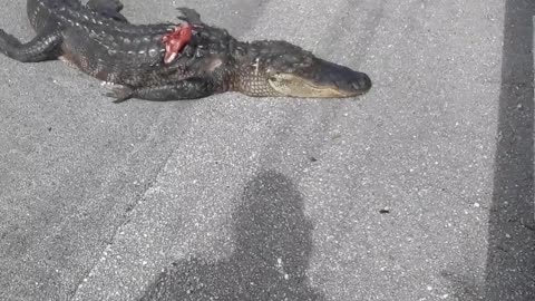 Yikes! Another alligator, this time in my path with my bike!