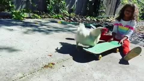 Chicken Plays Skateboard