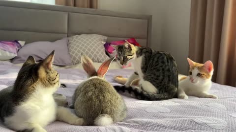 "Whiskered Confusion: When Kittens Encounter a New Rabbit"