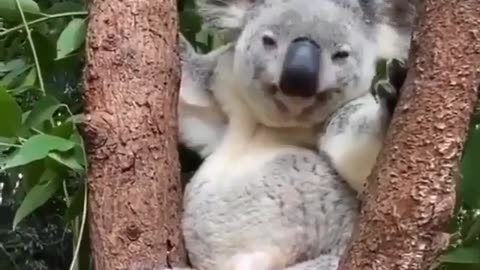 Koala bear !