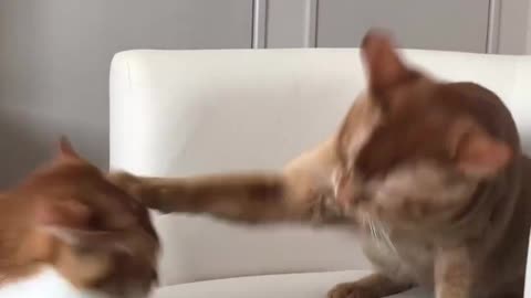 Funny cat videos part-21
