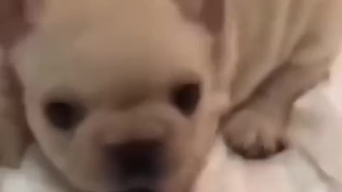 cute puppy talking