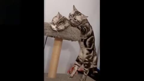 Funny and Cute animals video makes you laugh