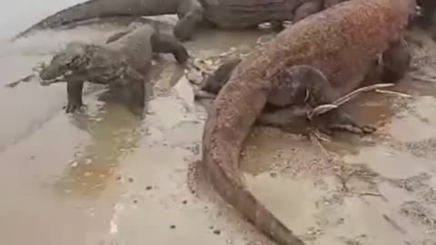 INDONESIA, Komodo Dragon Chasing and Eat Alive Deer On The Beach.