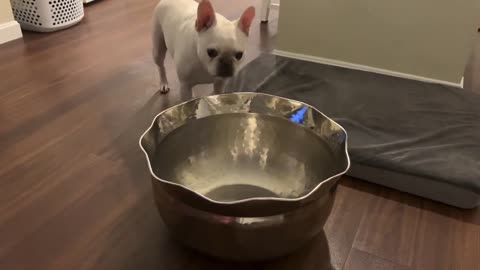 Frenchie Pup Gets Totally Excited About A Gigantic Bowl