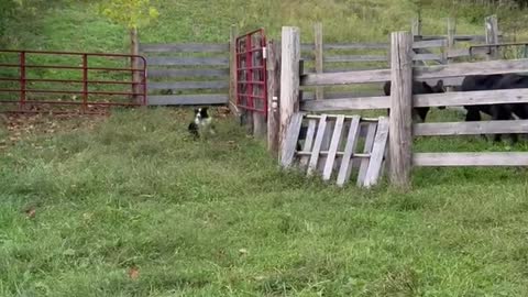 Charlie Pushing Calves To Chute