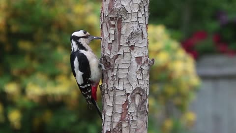 Woodpecker B