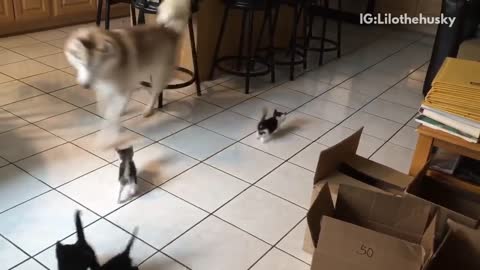 Husky dog playing with a bunch of small black kittens