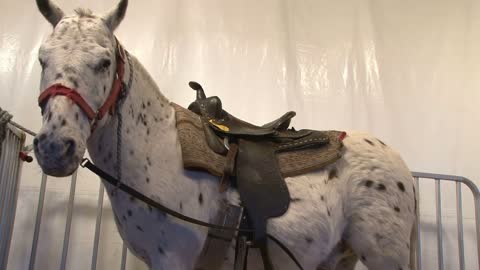 Carnival Horse on White background