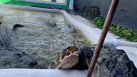 The trainer fed the crocodile