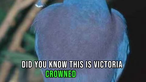 Victoria Crowned Pigeon: A Regal Avian Icon