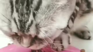 Funny and Cute Cat Videos #204