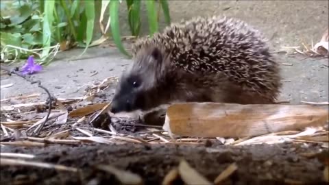 Cute Little Hedgehogs Compilation