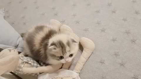 Cute kitten video short leg cat