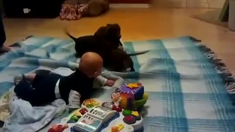 Dachshund playing with giggling baby