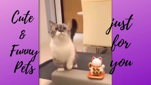 Funny & Cute Pets(Cats) | Part 1