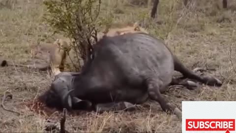 September 14, 20215 Lions attack 1 Buffalo. Death animals fight. Best wild animals fighting.