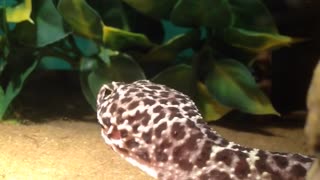 Ever wonder If you could win a staring contest with a gecko?