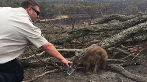 RSPCA Inspector gives water to joey in Adelaide Hills bushfire aftermath