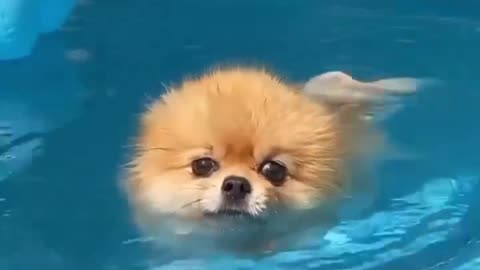 Nothing going on here, just a pommy swimming