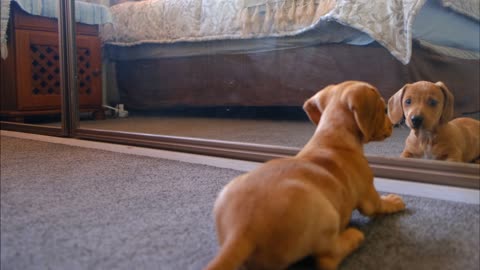 A Dog Fights With His Reflection In The Mirror