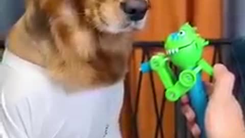 Amazing reaction of Pet Dog!!
