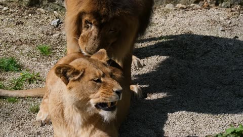 Animal video lion and seting the love