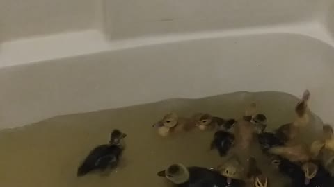 Ducklings taking a bath