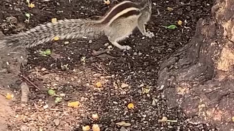 Squirrel Eating expressions