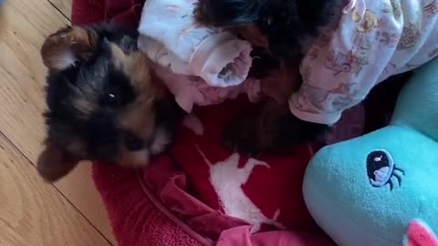 Adorable Yorkie Puppies Wrestle Each Other