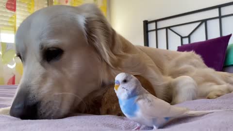 Can a Dog be friend of a Bird and a Rabbit