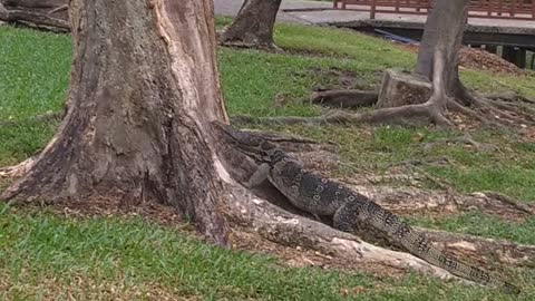 Monitor Lizard Climbing a Tree