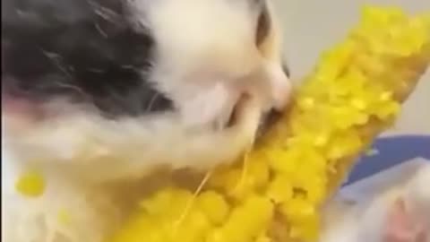 Corny cat