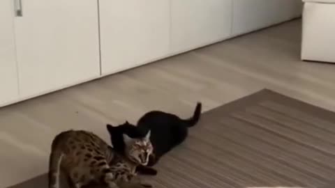 cat funn video animal love