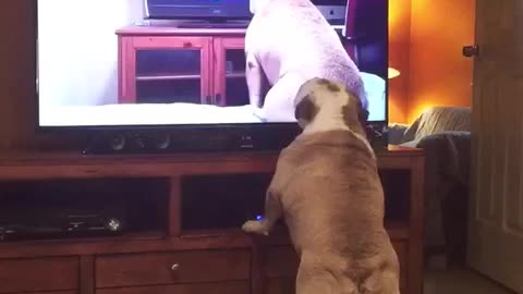 Bulldog Watches Viral Video Of Herself, Her Reaction Left Us Speechless!