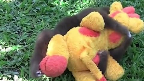 Funny Animals Videos. Rescued Sloth being cute.