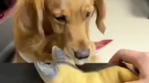 Dog funny video