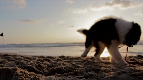 This little Dog is playing on the Beach