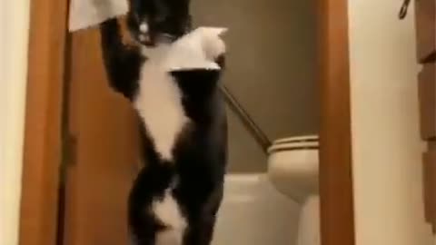 cat funny video