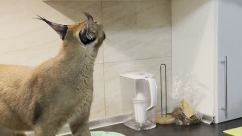 Feisty Caracal Caught Trying to Sneak Snacks