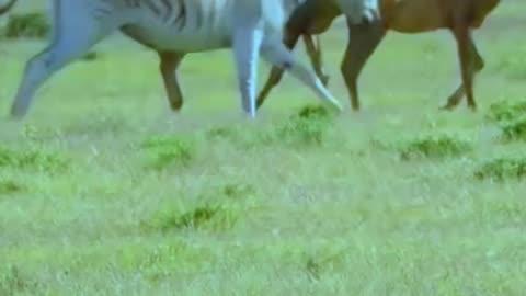 zebra attacks deer