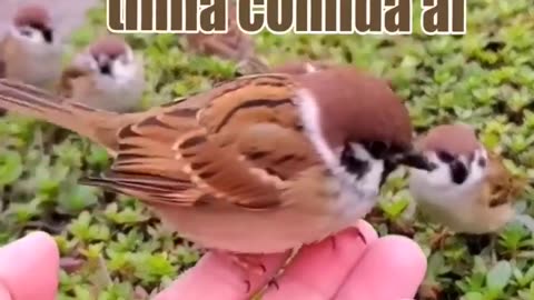 Vídeo de Bichinhos Engraçados para Rir Muito #shorts