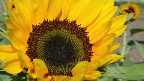 Bee collect the Bollen from sunflower plant