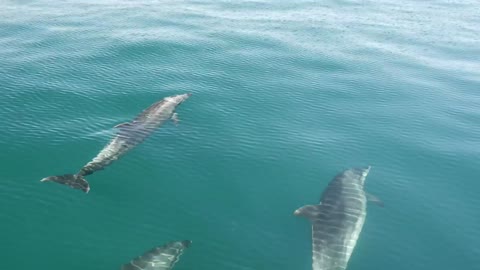 Dolphins swimming in the sea