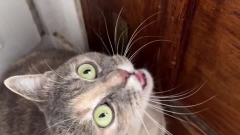 Nice and funny cat