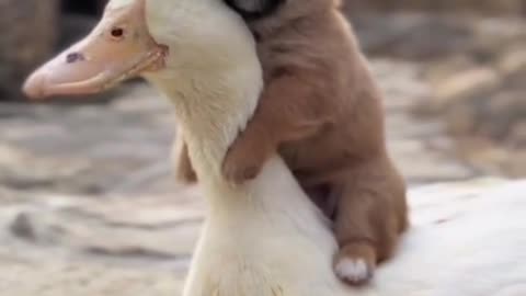 The dog's mother is a big white duck